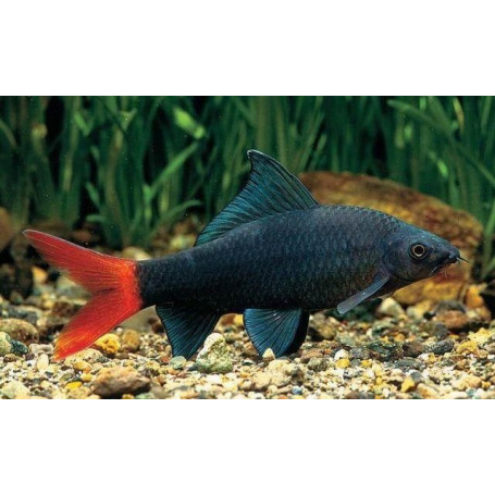 Labeo bicolor 3.5 4 cm