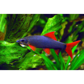 Labeo frenatus Labeo frenatus