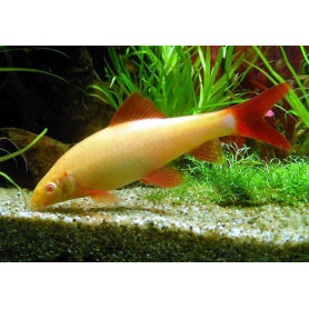 Labeo frenatus albino Labeo frenatus albino