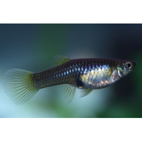 Guppy hembra endler Guppy hembra endleri 3.5 - 5cm