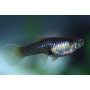 Guppy hembra endleri 3.5 - 5cm