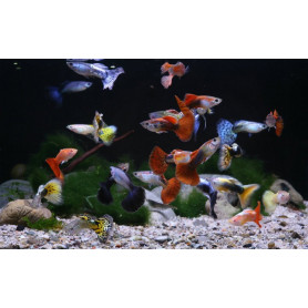 Guppy macho surtido guppy macho