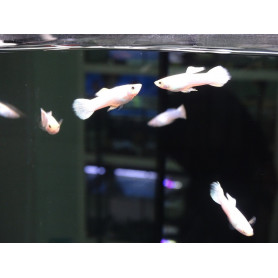 Guppy macho snow white Guppy macho snow white