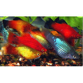 Platy coral surtido platy coral