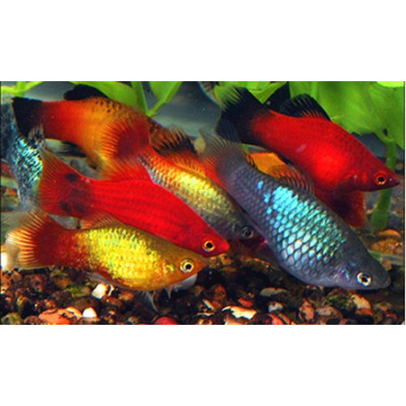 platy coral