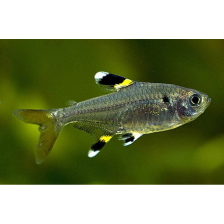 Pristella  maxillaris Tetra rayos X