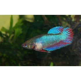 Betta hembra Betta hembra surtido 4cm