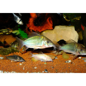 Corydoras surtida Corydoras