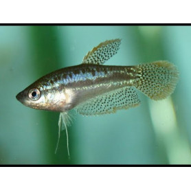 Gourami pigmeo gourami pigmeo Trichopsis Pumila
