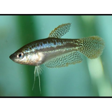gourami pigmeo Trichopsis Pumila