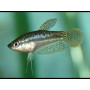 gourami pigmeo Trichopsis Pumila