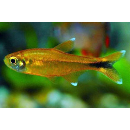 Hasemania nana tetra cobre