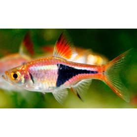 Rasbora arlequin 2,5 - 3cm Rasbora arlequin 2,5 - 3cm