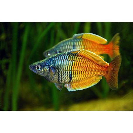 Pez arcoiris melanotaenia boesemani