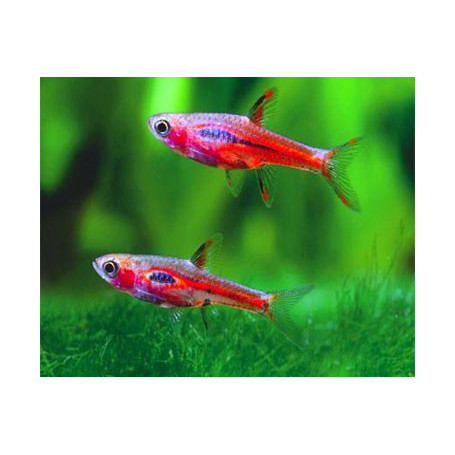 rasbora mosquito 1 - 2 cm