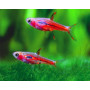 rasbora mosquito 1 - 2 cm
