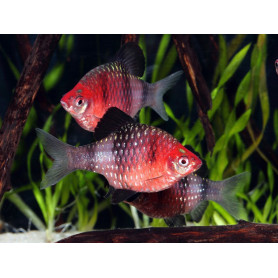 Barbo rubi barbo rubi 2 - 2,5cm