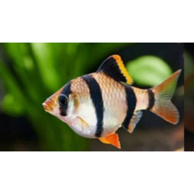 Barbo tetrazona Barbo tetrazona