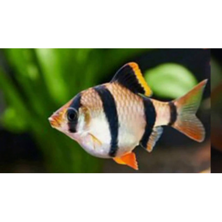 Barbo tetrazona
