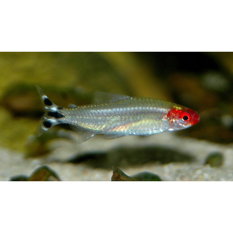 Tetra borrachito Hemigrammus rhodostomus