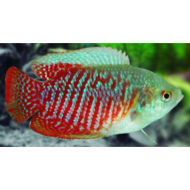 Colisa lalia macho colisa lalia macho 4-5cm