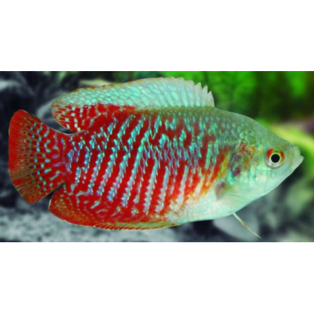 colisa lalia macho 4-5cm