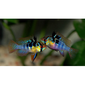 Ramirezi german blue Microgeophagus Ramirezi