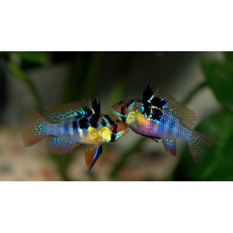 Microgeophagus Ramirezi