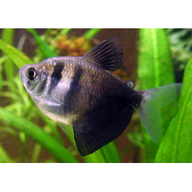 Monjita Gymnocorymbus ternetzi Gymnocorymbus ternetzi