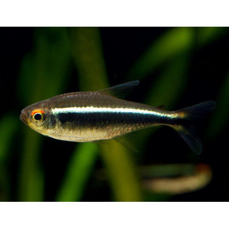Tetra neon negro Hyphessobrycon	herbertaxelrodi