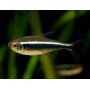 Tetra neon negro Hyphessobrycon	herbertaxelrodi