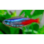 tetra neon innesi