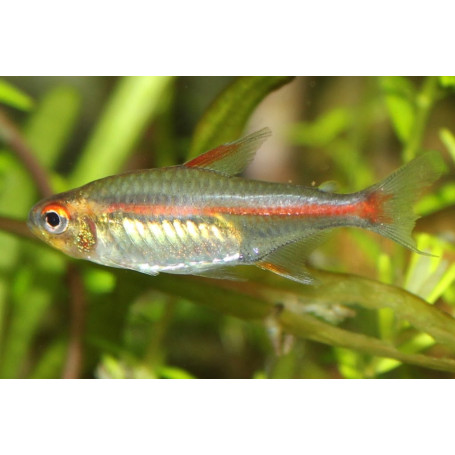 Tetra neon cobre Hemigrammus erythrozonus