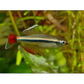 Tetra neon chino Tanichthys Albonubes Tetra neon chino Tanichthys Albonubes