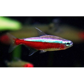 Tetra cardenal Paracheirodon axelrodi tetra cardenal Paracheirodon axelrodi