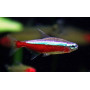 tetra cardenal Paracheirodon axelrodi