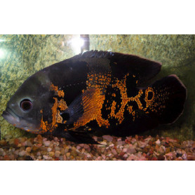 Oscar atigrado rojo - Astronotus ocellatus Oscar atigrado rojo - Astronotus ocellatus