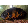 Oscar atigrado rojo - Astronotus ocellatus