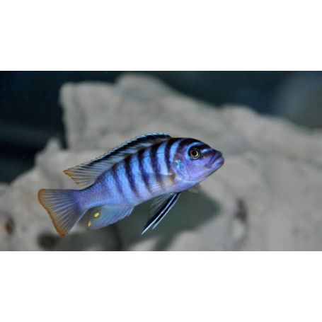 pseudotropheus zebra azul