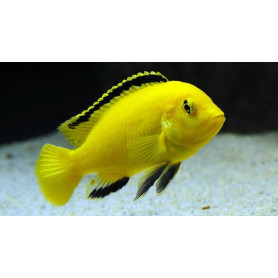 Labidochromis caeruleus labidochromis caeruleus