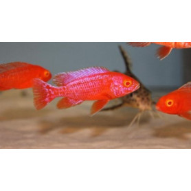 Aulonocara strawberry albino aulonocara strawberry albino