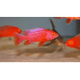 aulonocara strawberry albino