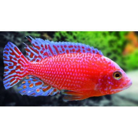 Aulonocara strawberry rojo