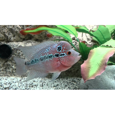 Cichlasoma flowerhorn