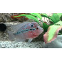 Cichlasoma flowerhorn