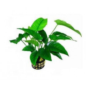 ANUBIA BARTERI STRIPED ANUBIA BARTERI STRIPED