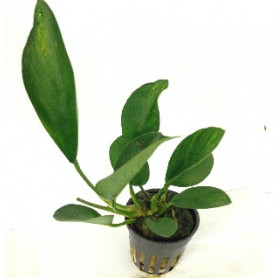 Anubia congensis anubia congensis