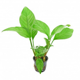Anubia heterophylla anubia heterophylla