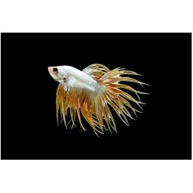 Betta cola corona Betta splendens macho cola corona Luchador de Siam