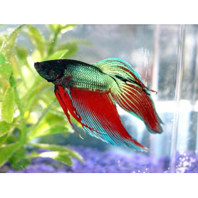 Betta velo grado A Betta velo grado A